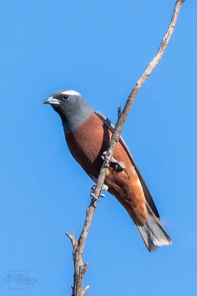 White-browed Woodswallow - ML610278827