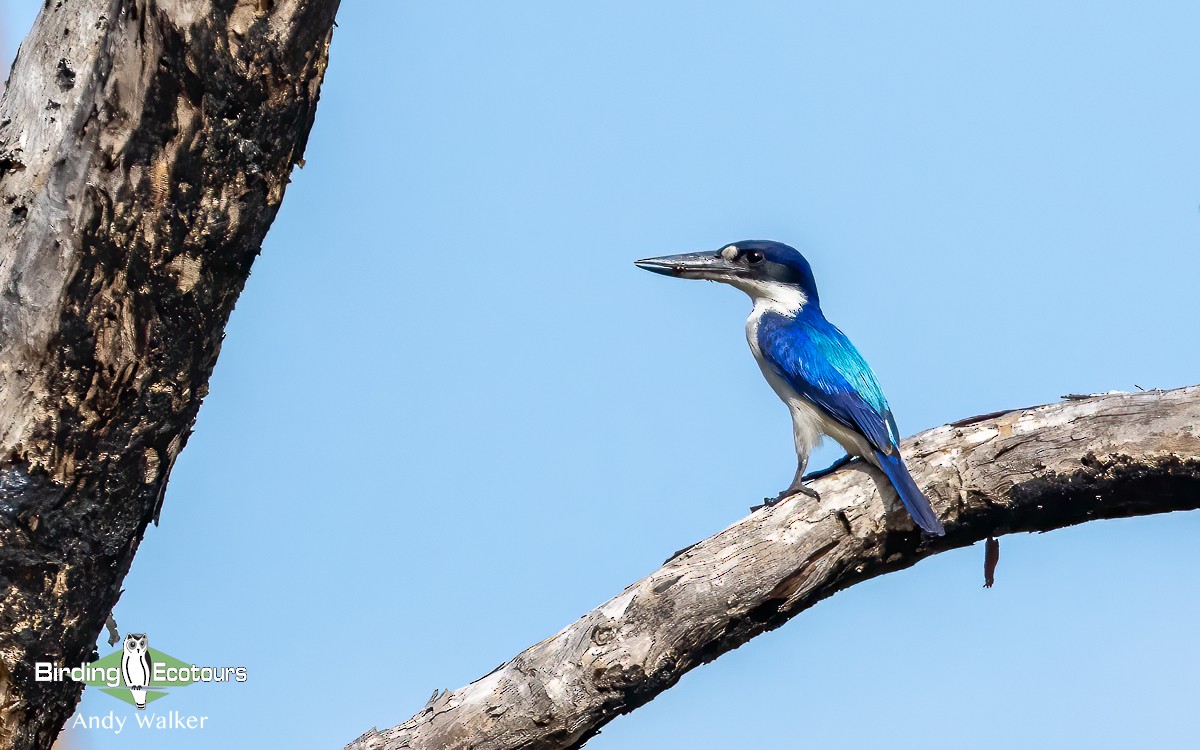 Forest Kingfisher - ML610278839