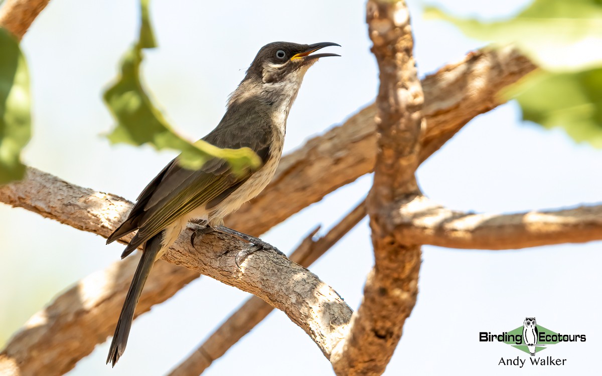 White-lined Honeyeater - Andy Walker - Birding Ecotours