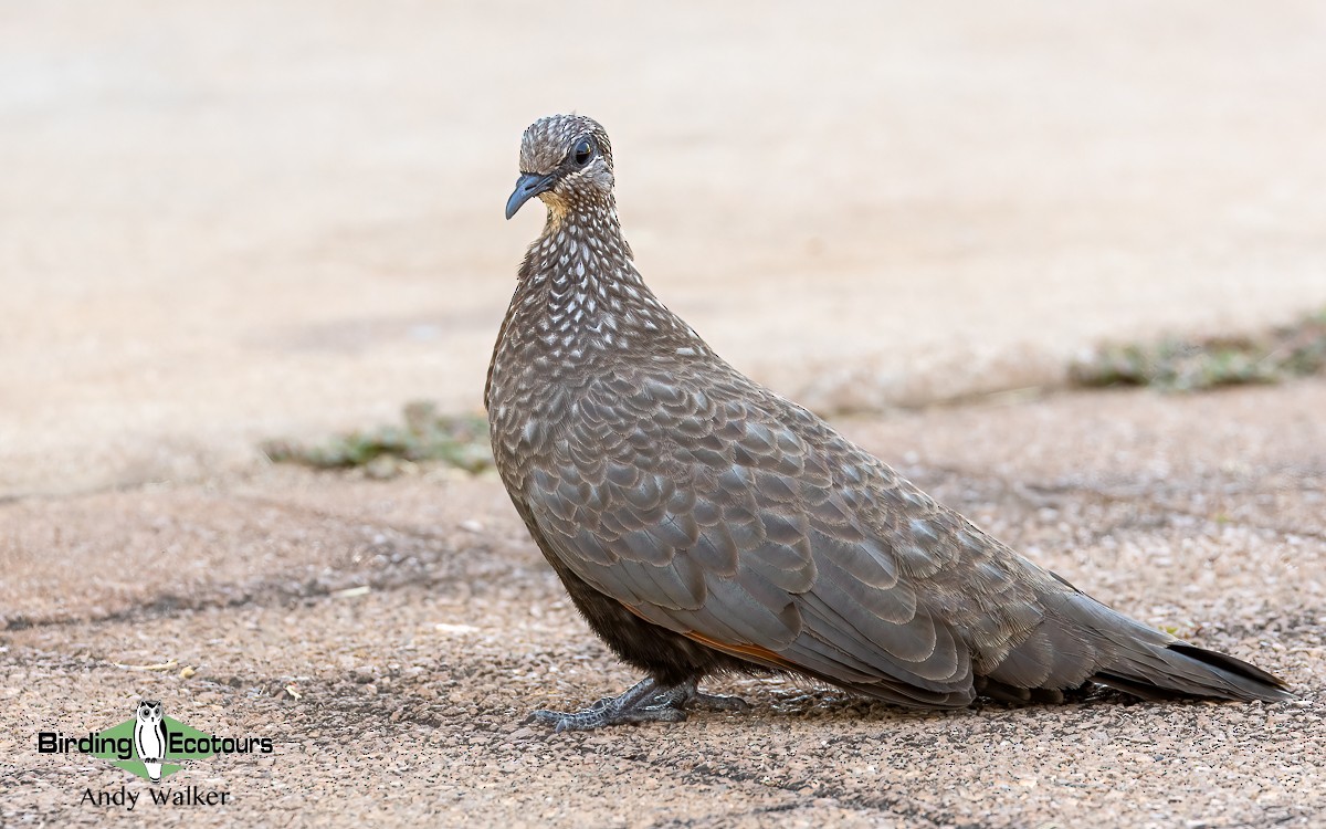 Chestnut-quilled Rock-Pigeon - Andy Walker - Birding Ecotours