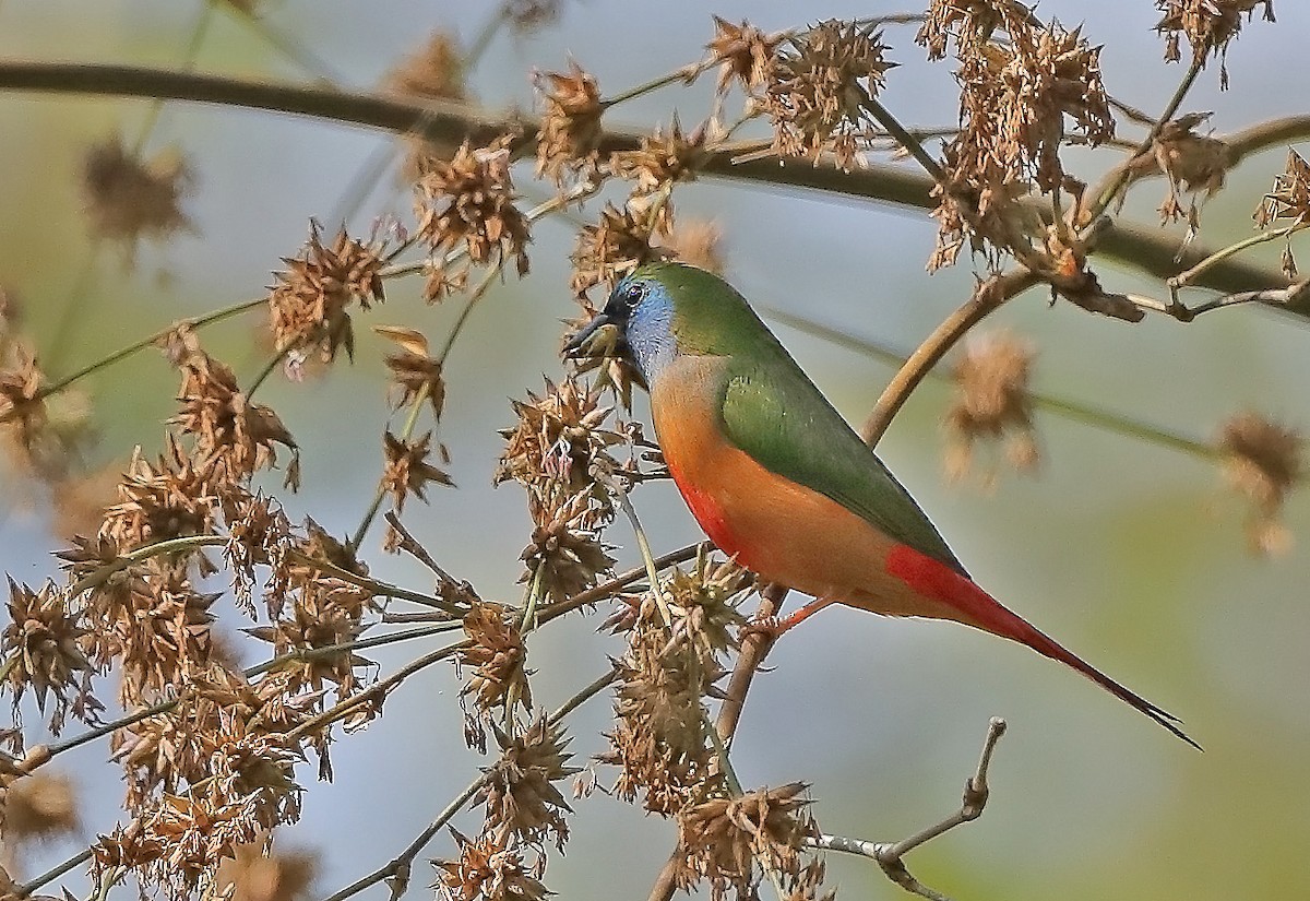 Pin-tailed Parrotfinch - ML610279166