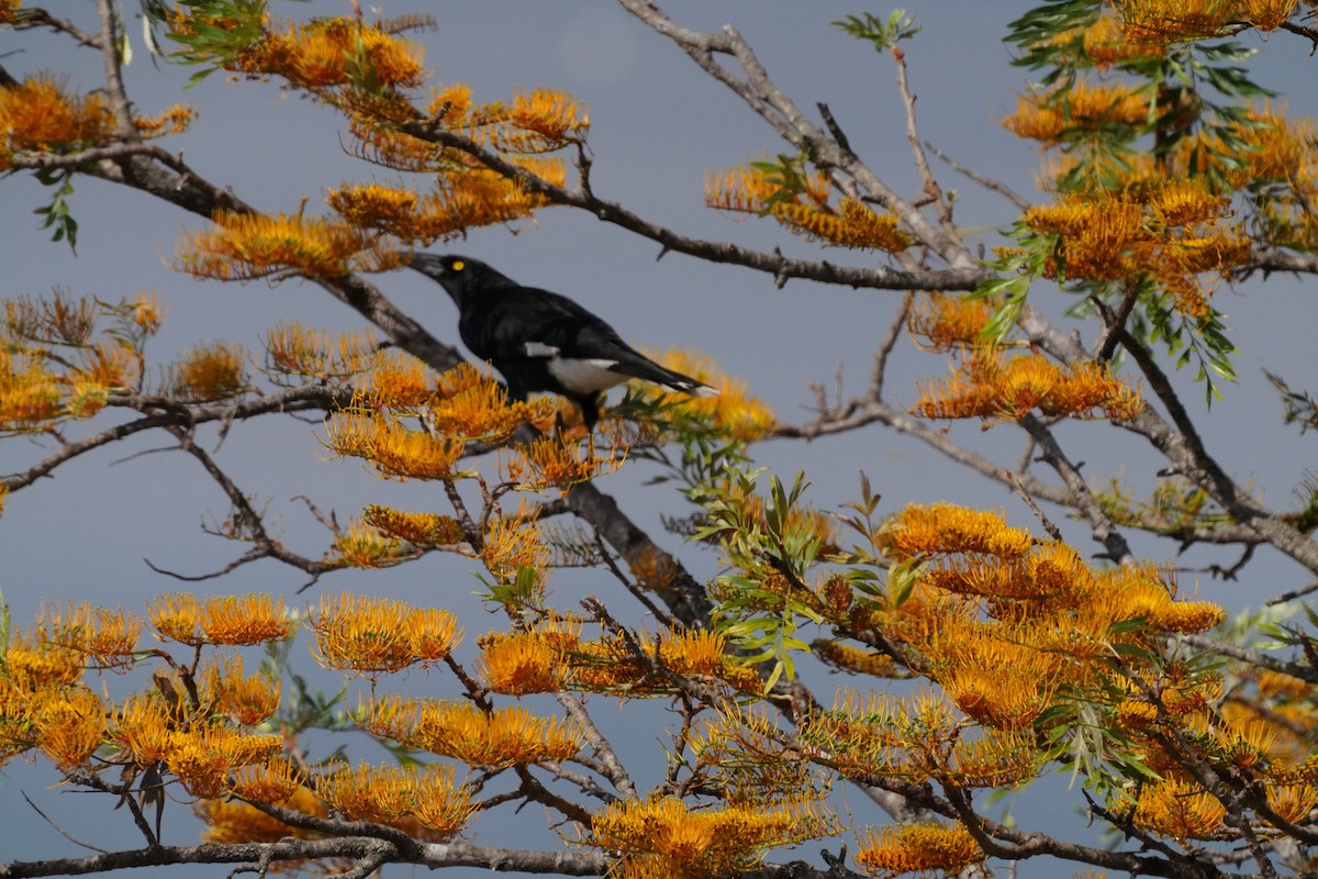 Pied Currawong - ML610279183