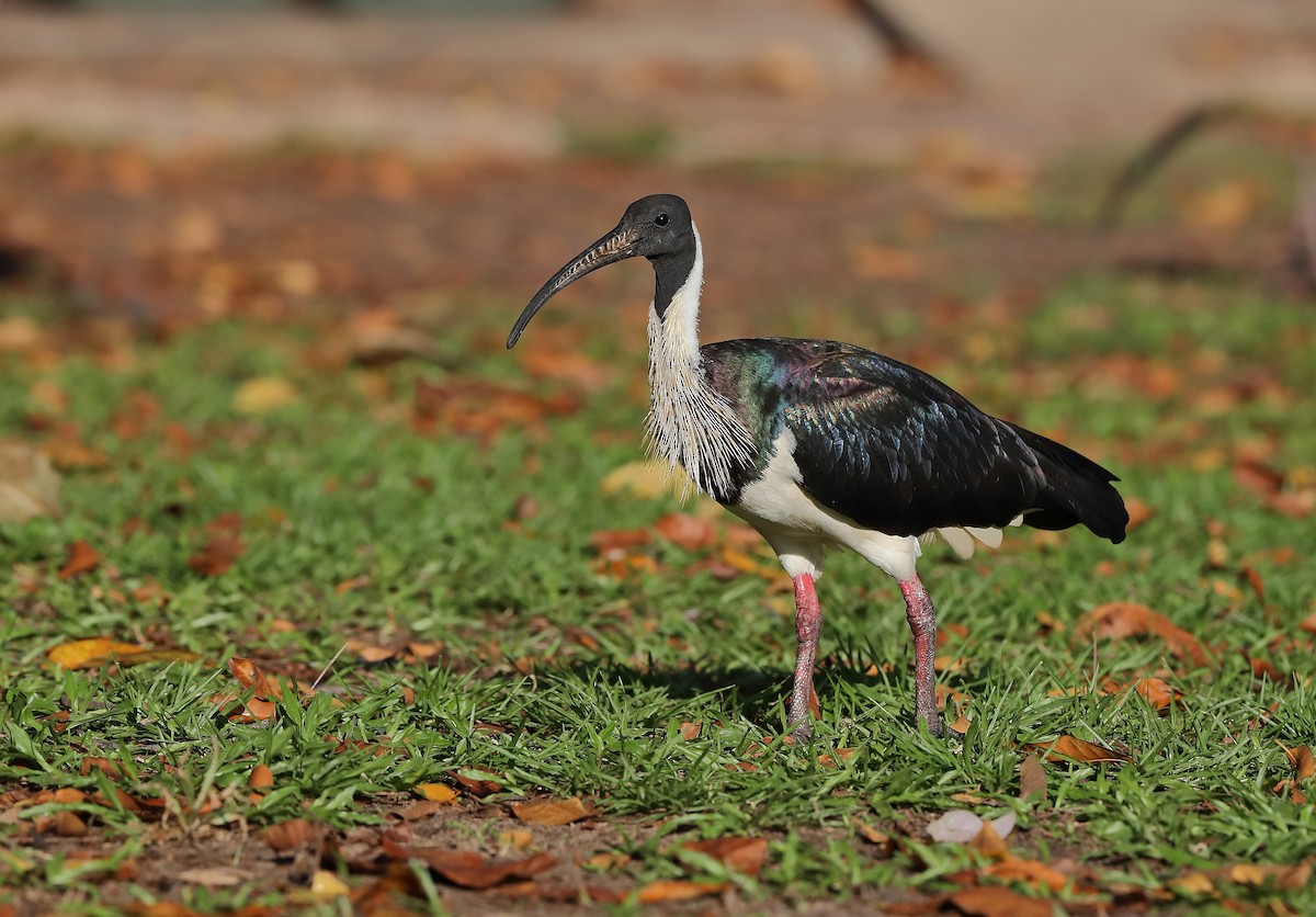 ibis slámokrký - ML610280060