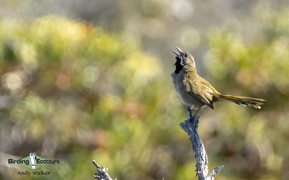 Western Whipbird (Black-throated) - Andy Walker - Birding Ecotours