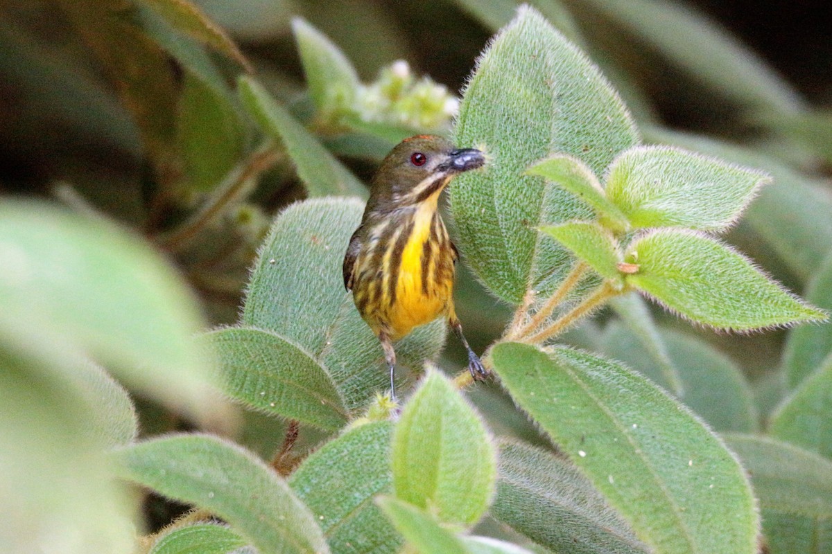 Yellow-breasted Flowerpecker - Fadzrun A.