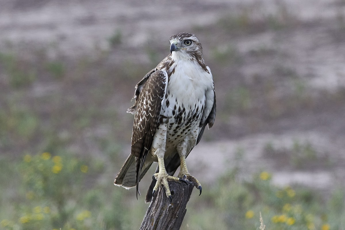 Red-tailed Hawk - ML610280636