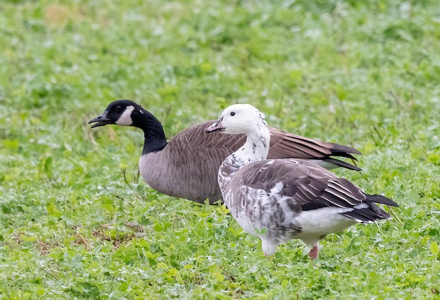 Snow goose discount and canada goose