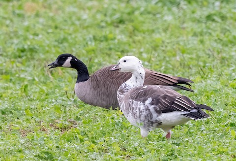 Canada goose 2024 unethical hybrid