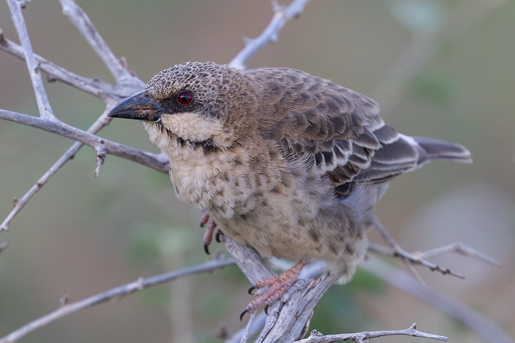 Donaldson Smith's Sparrow-Weaver - ML610280911