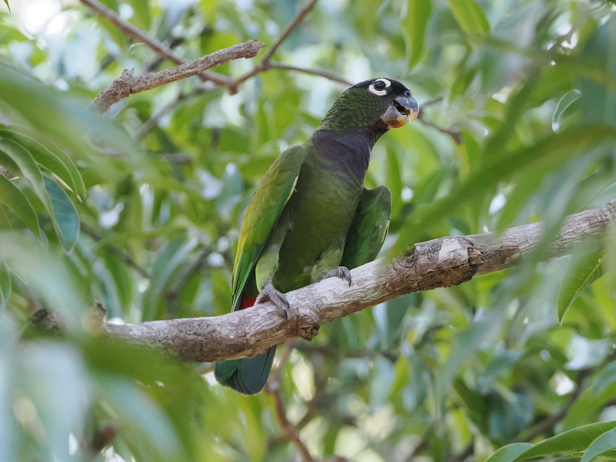 Scaly-headed Parrot - ML610281034