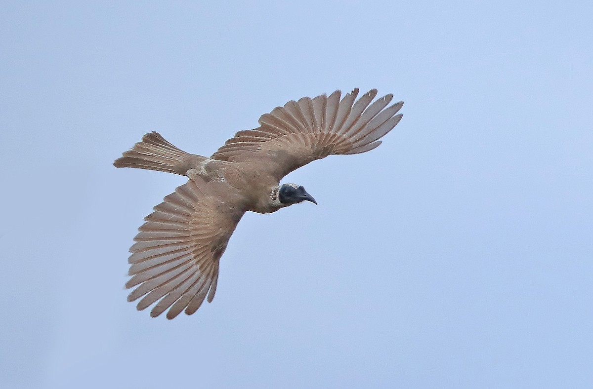Silver-crowned Friarbird - sheau torng lim