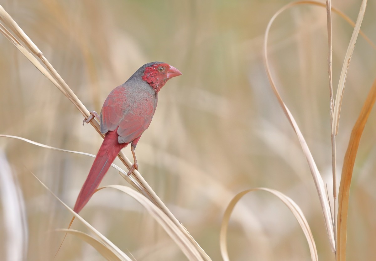 Crimson Finch - sheau torng lim