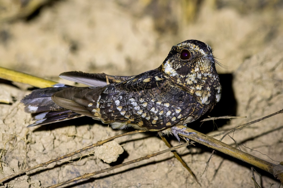 Spot-tailed Nightjar - ML610281689