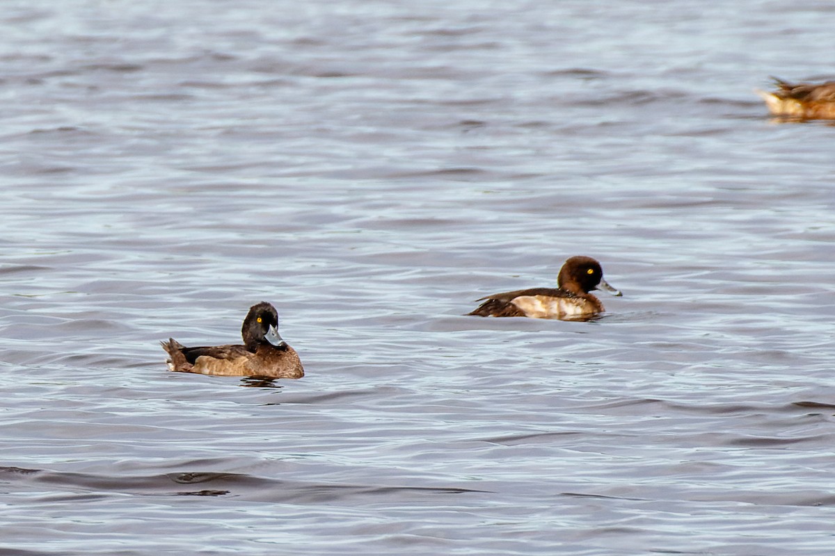 Tufted Duck - ML610281999