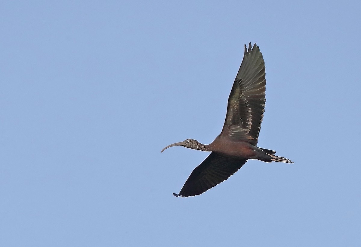 ibis hnědý - ML610282371