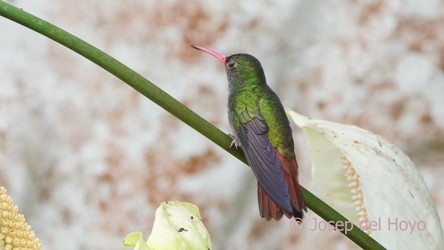 Rufous-tailed Hummingbird (Rufous-tailed) - ML610282407