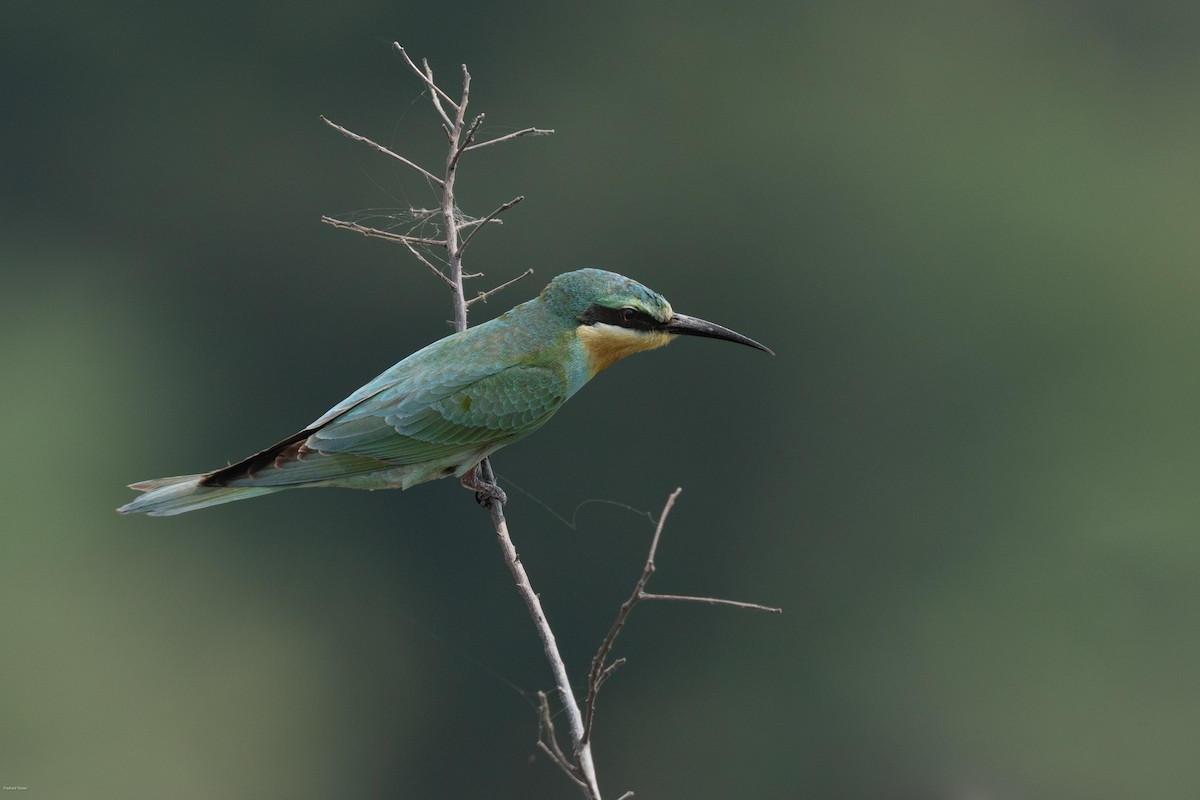 Blue-cheeked Bee-eater - ML610282463