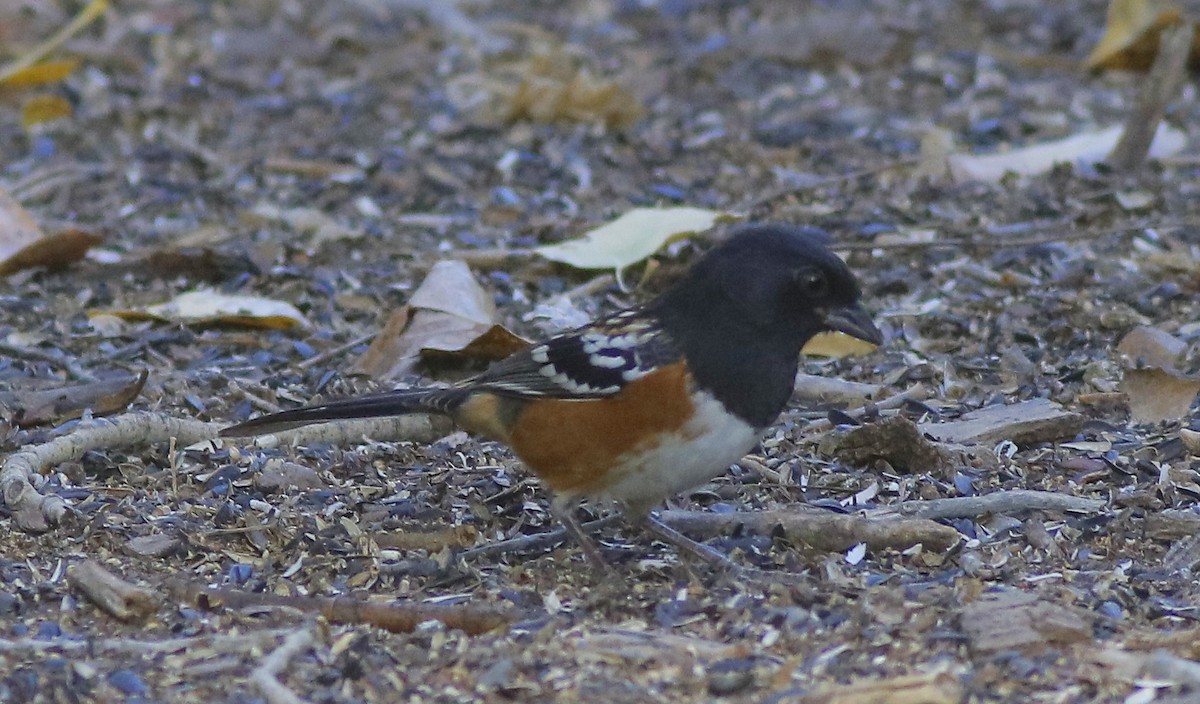 Spotted Towhee - ML610282574