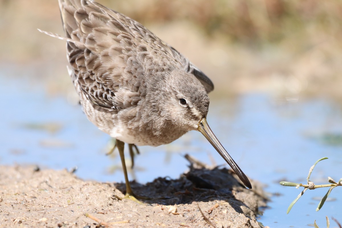 Long-billed Dowitcher - ML610282627