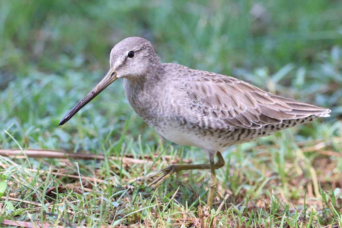 Long-billed Dowitcher - ML610282634