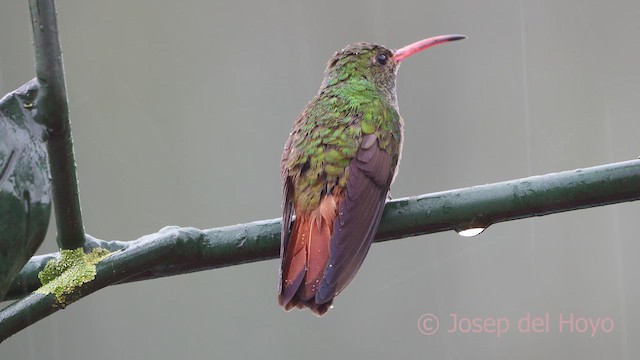 Rufous-tailed Hummingbird (Rufous-tailed) - ML610282652