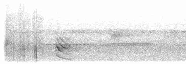 Australian Owlet-nightjar - ML610282854