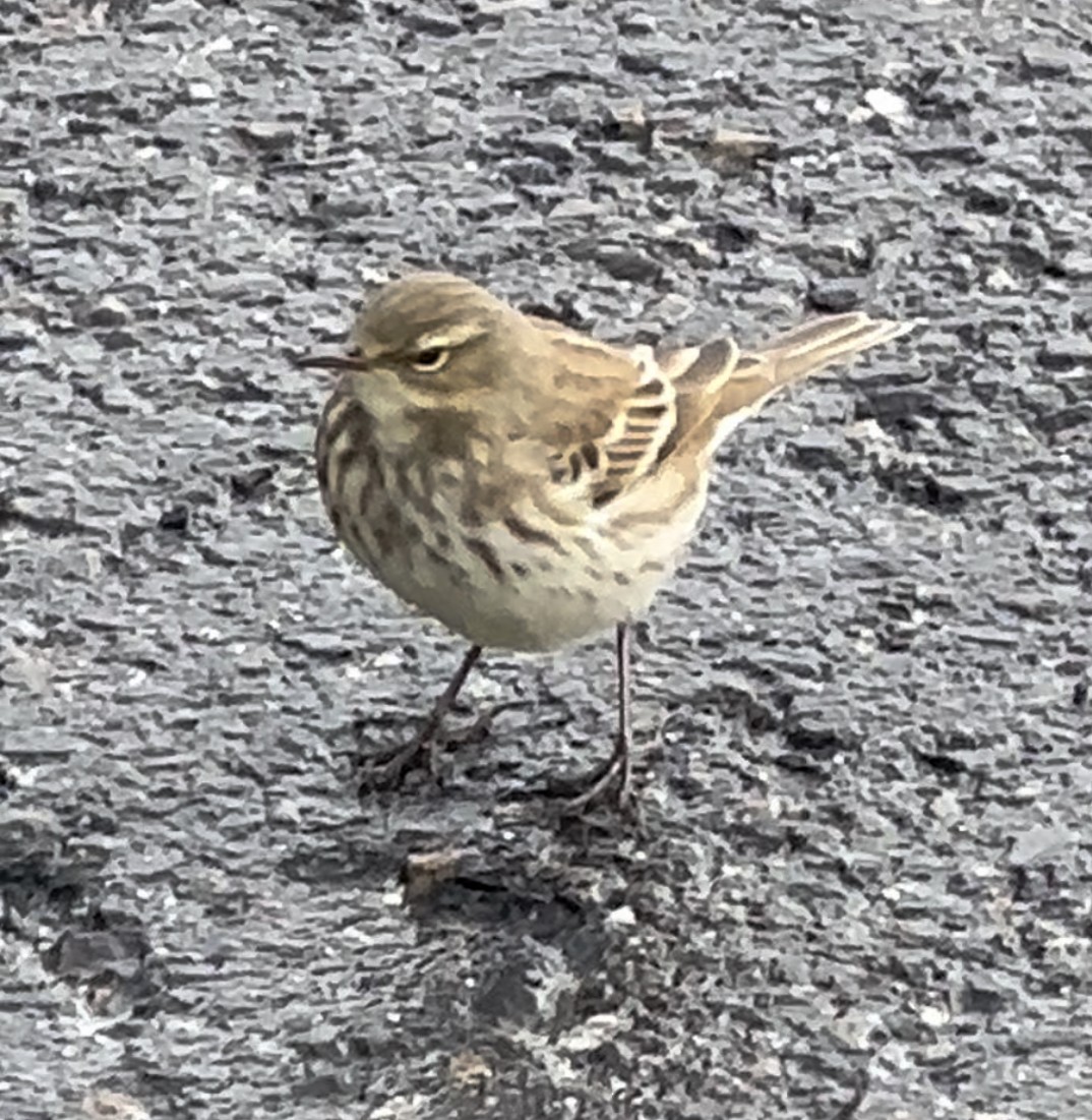 Water Pipit - ML610282889