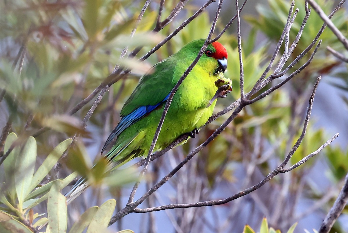 New Caledonian Parakeet - ML610283016