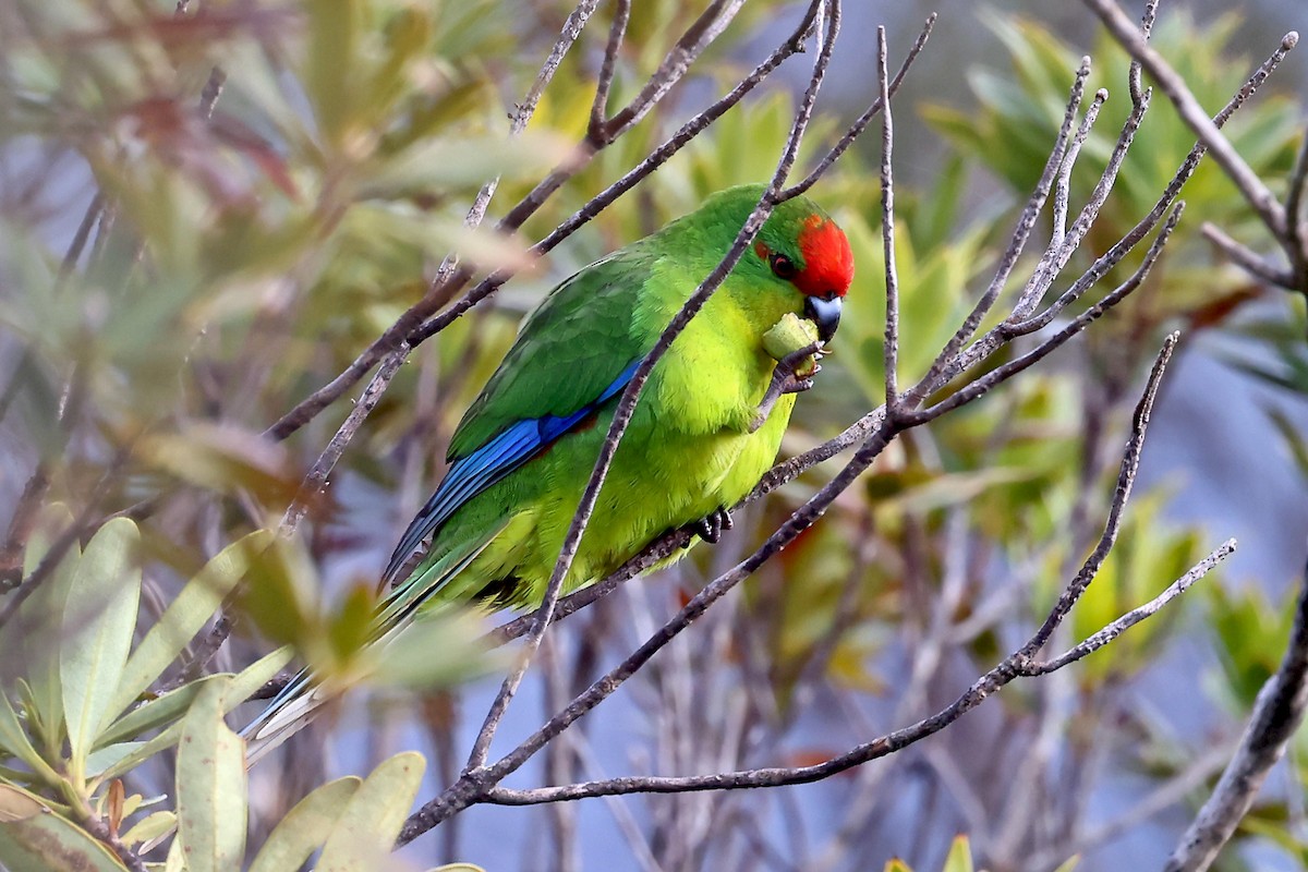 New Caledonian Parakeet - ML610283022