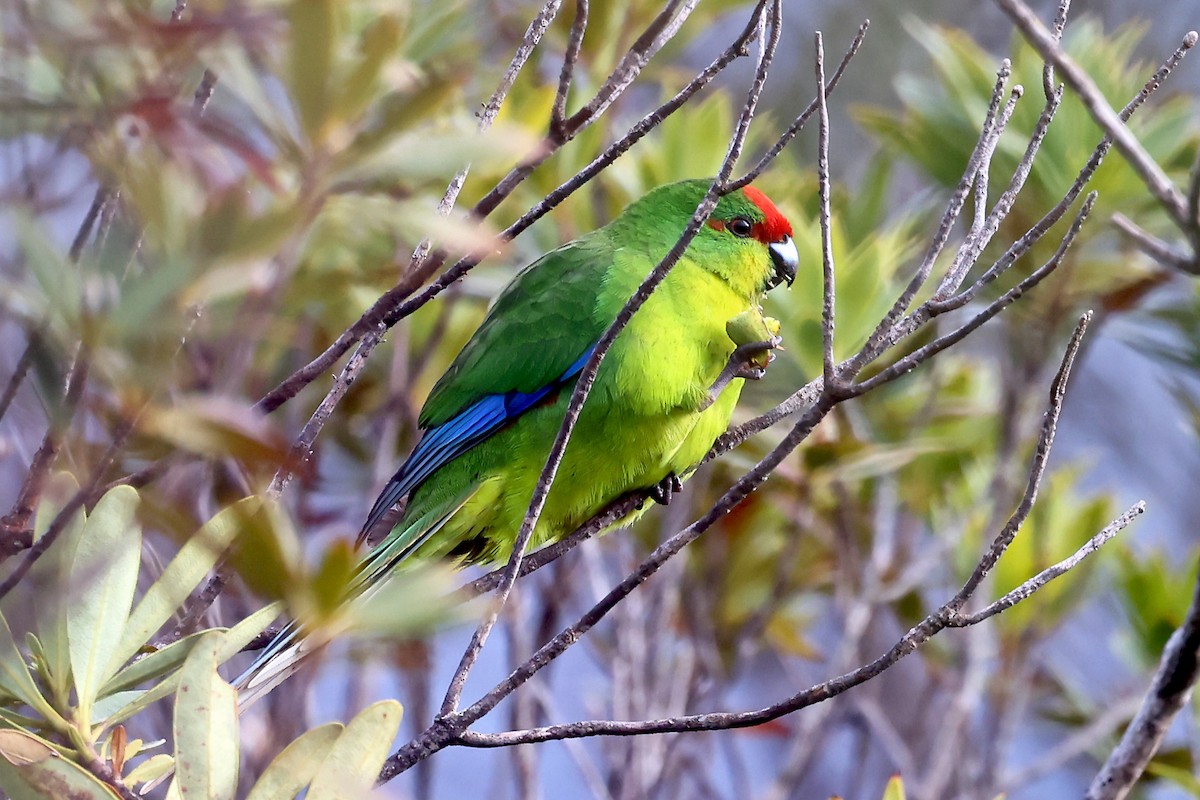 New Caledonian Parakeet - Phillip Edwards