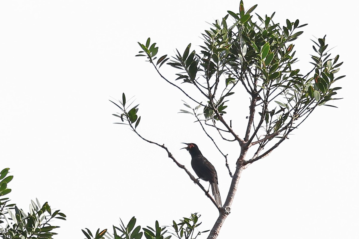 Crow Honeyeater - Phillip Edwards