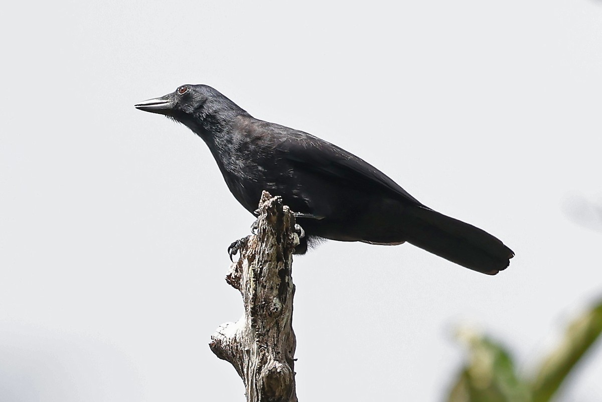 New Caledonian Crow - ML610283064