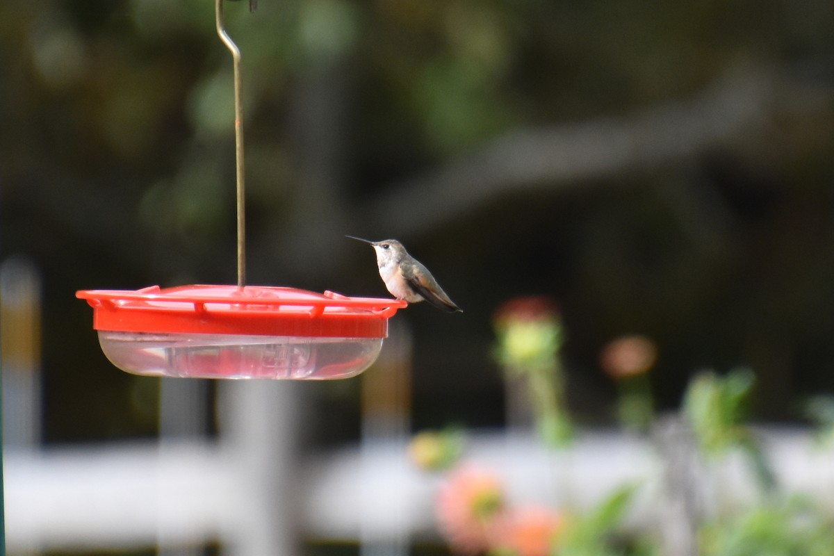 Rufous Hummingbird - ML610283084