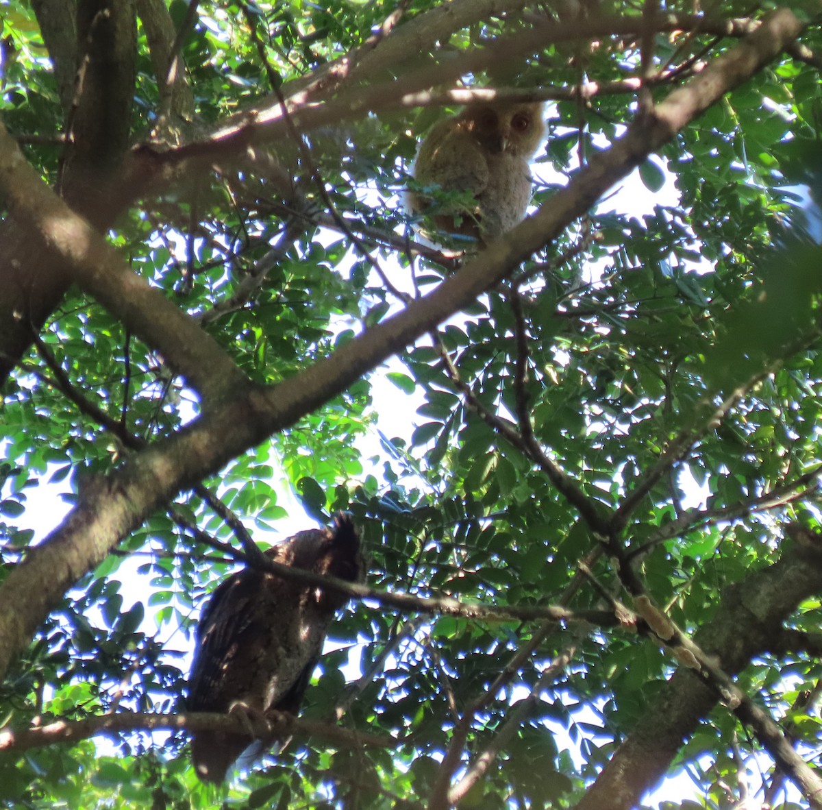 Philippine Scops-Owl - ML610283141