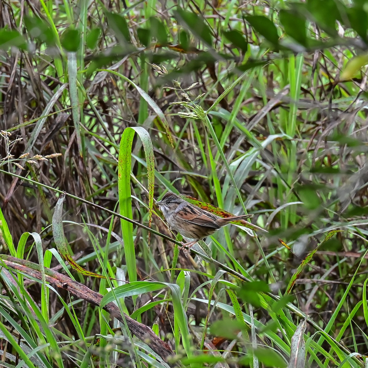 Swamp Sparrow - ML610283253