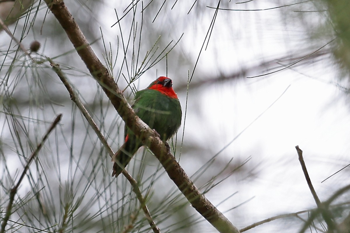 Red-throated Parrotfinch - ML610283273