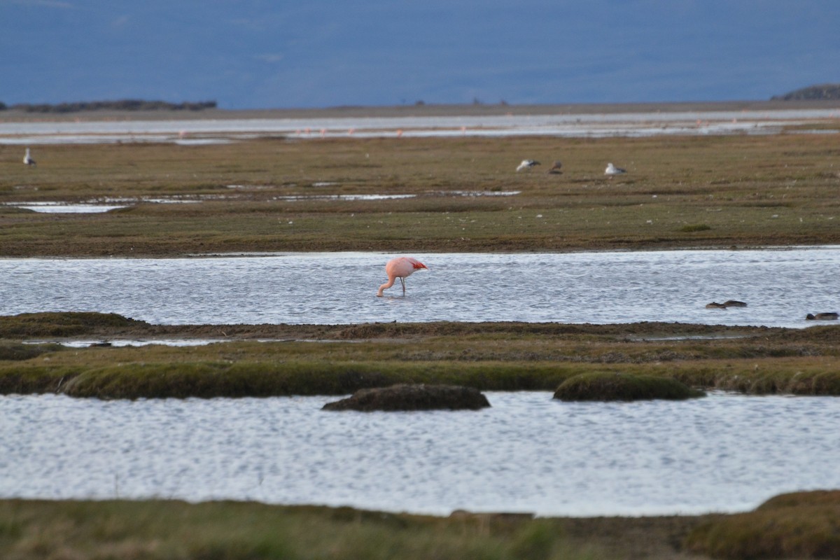 Chilean Flamingo - ML610283342