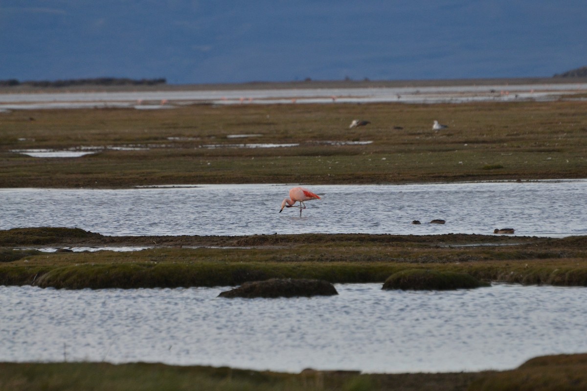 Chilean Flamingo - ML610283356