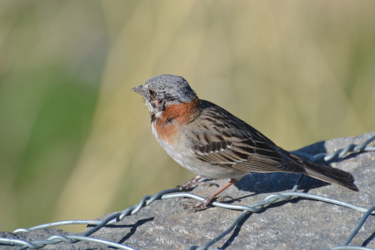 Rufous-collared Sparrow - ML610283646