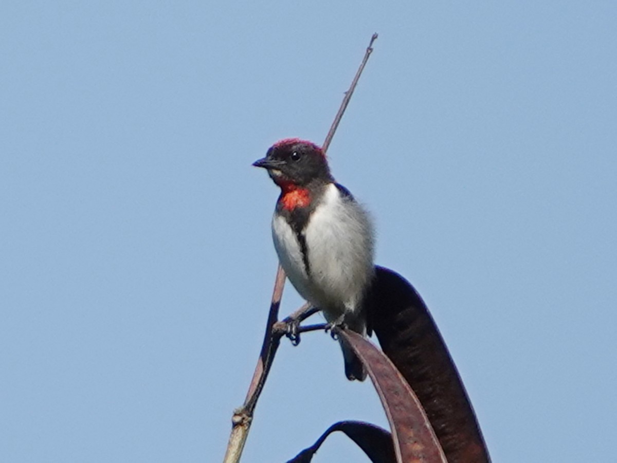 Black-fronted Flowerpecker - ML610284013