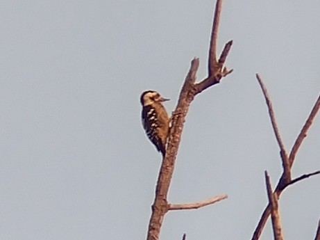 Gray-capped Pygmy Woodpecker - ML610284112