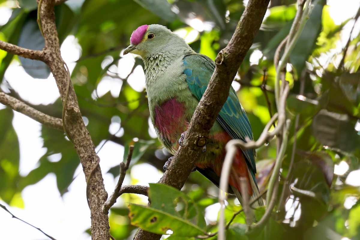 Red-bellied Fruit-Dove - ML610284304