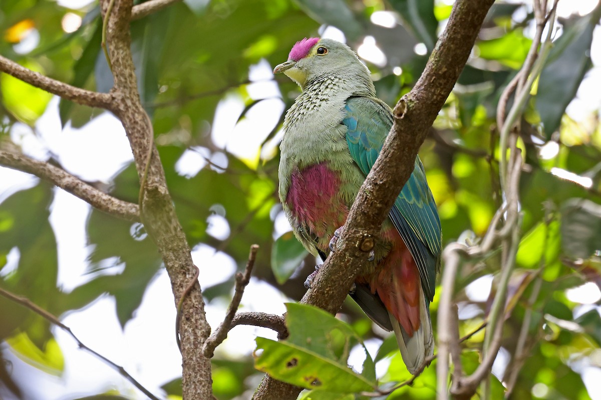 Red-bellied Fruit-Dove - ML610284308