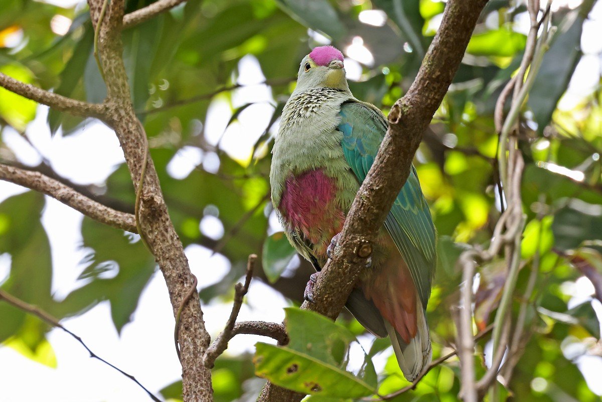 Red-bellied Fruit-Dove - ML610284309