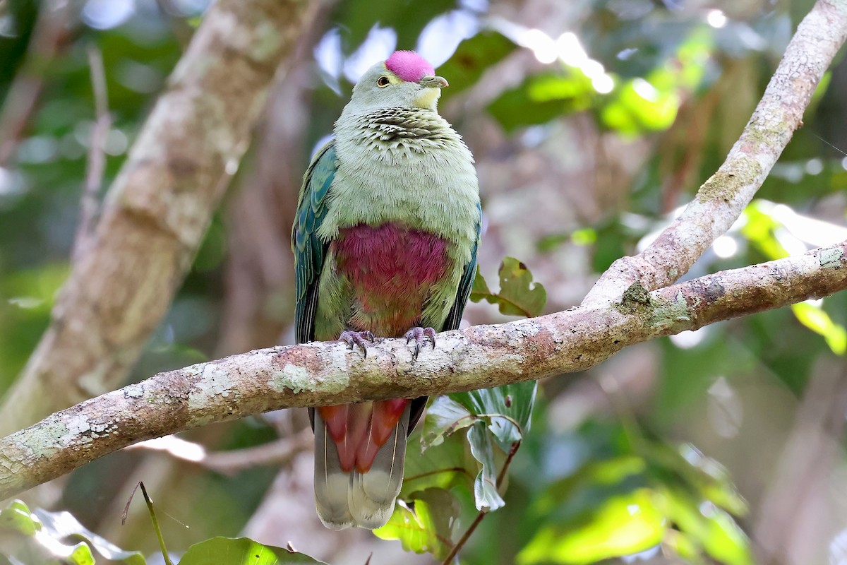 Red-bellied Fruit-Dove - ML610284311