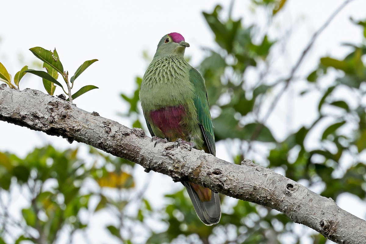 Red-bellied Fruit-Dove - ML610284412
