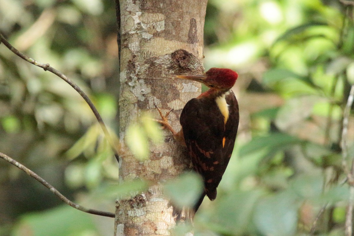 Orange-backed Woodpecker - Fadzrun A.