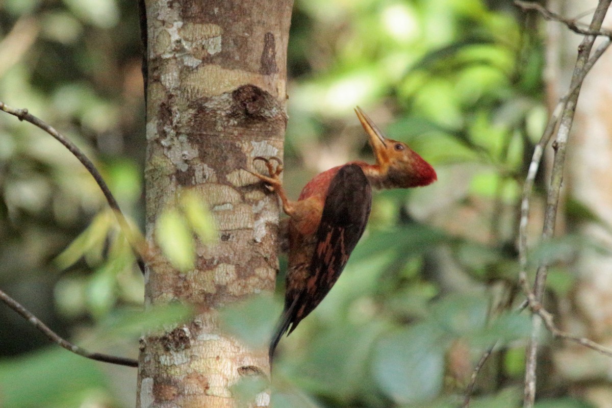 Orange-backed Woodpecker - ML61028461