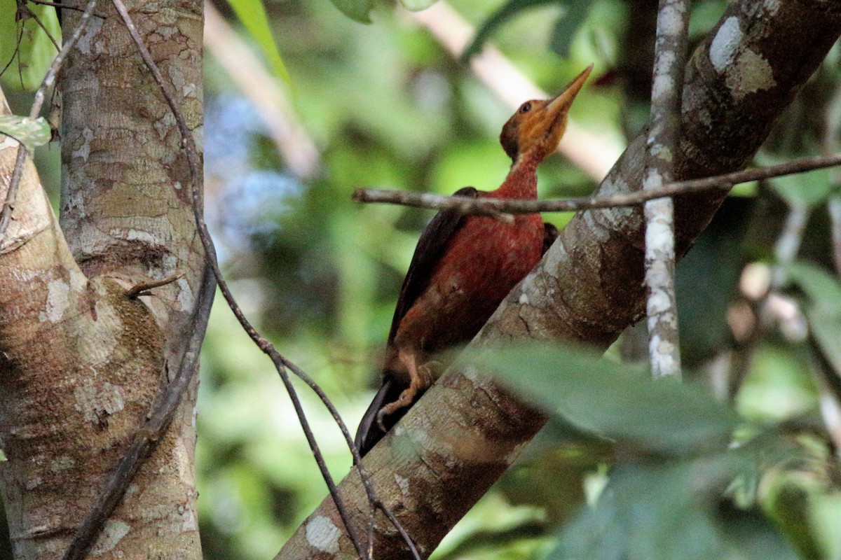 Orange-backed Woodpecker - Fadzrun A.
