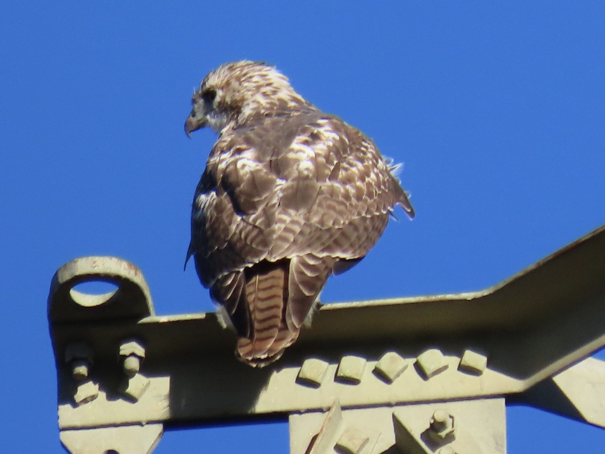 Red-tailed Hawk - Howard West